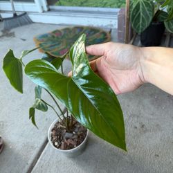 Anthurium Nigrolaminum ‘Gigi’