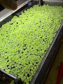 Salvinia Minima