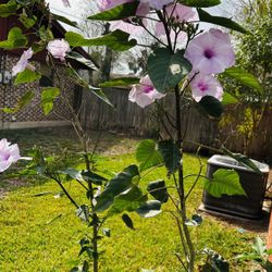 Mexican Morning Glory
