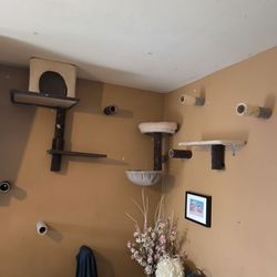 Cat wall installation and design