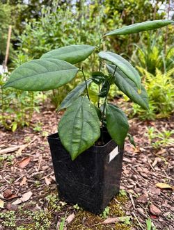 15-inch Jackfruit