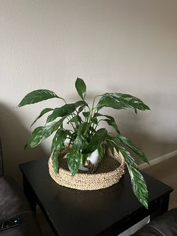 Peace Lily Live Indoor Plant in White Pot