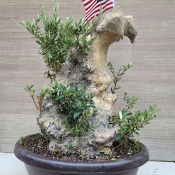 Old Olive Bonsai Tree for Sale in Westminster, CA - OfferUp