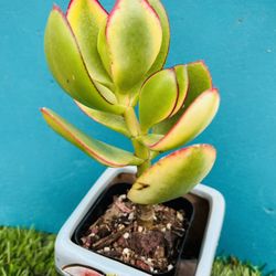 Variegated Jade  tree Crassula obstacle Argentea “money Tree” Rare imported Korean succulents  live rooted 6”