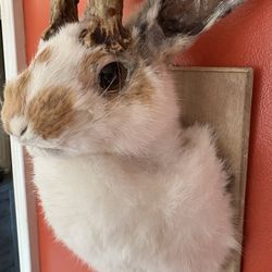 Real Bunny Mount, Not Faux