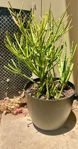 Fire stick plant