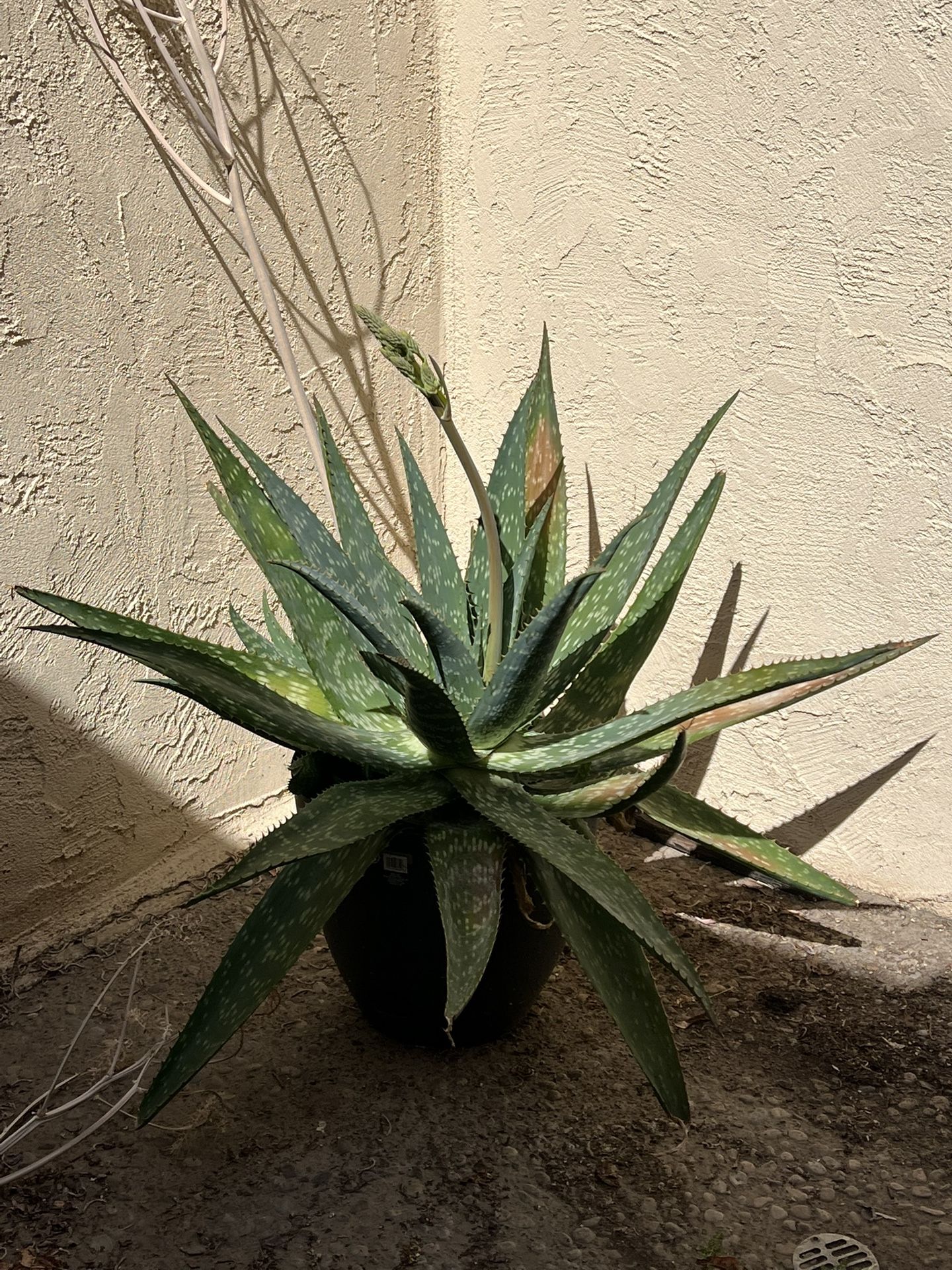 Alo Vera Plant