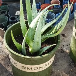 18" Aloe Vera Plant In 5 Gal Pot