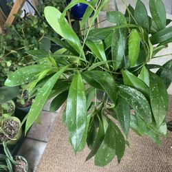 Hoya   Pubicalyx  Plants 