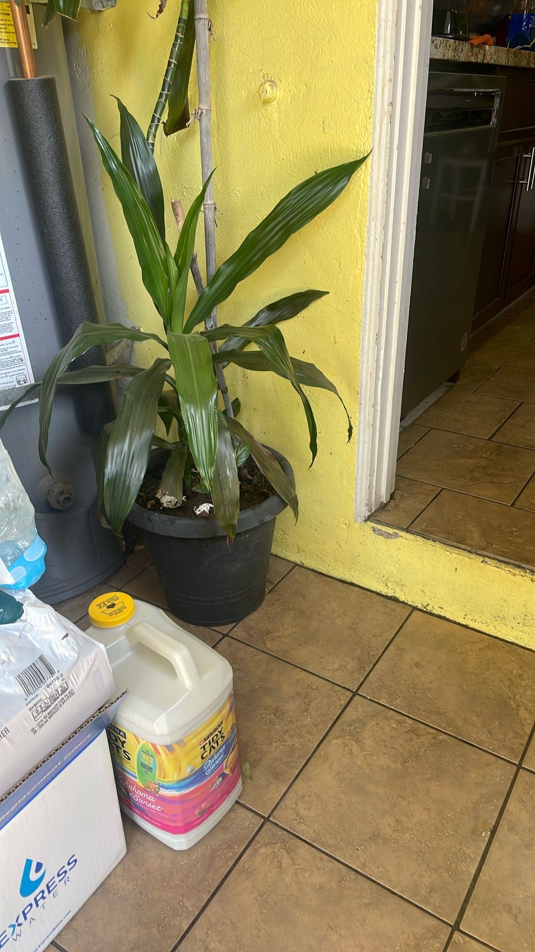 Plant