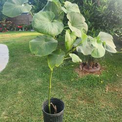 Yerva Santa Plant Medesinal