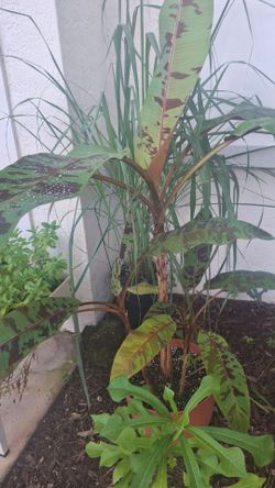 Tropical Banana Plants in pot
