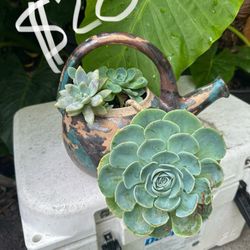 Succulent Arrangement Plant