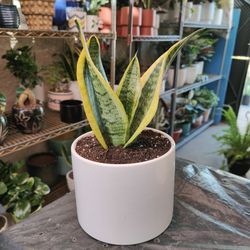 Snake Plants 