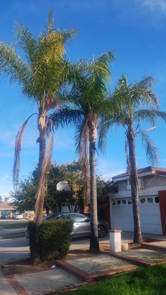 Palms ๐ด// Trees ๐ณ) Bushes ๐ฟ