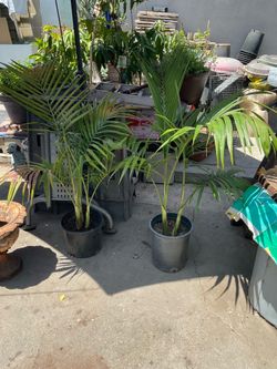 Palms