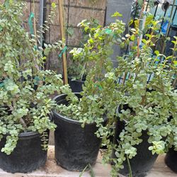 Plants of Abundance Or Elephant Food $35 And $30 And $10 Each