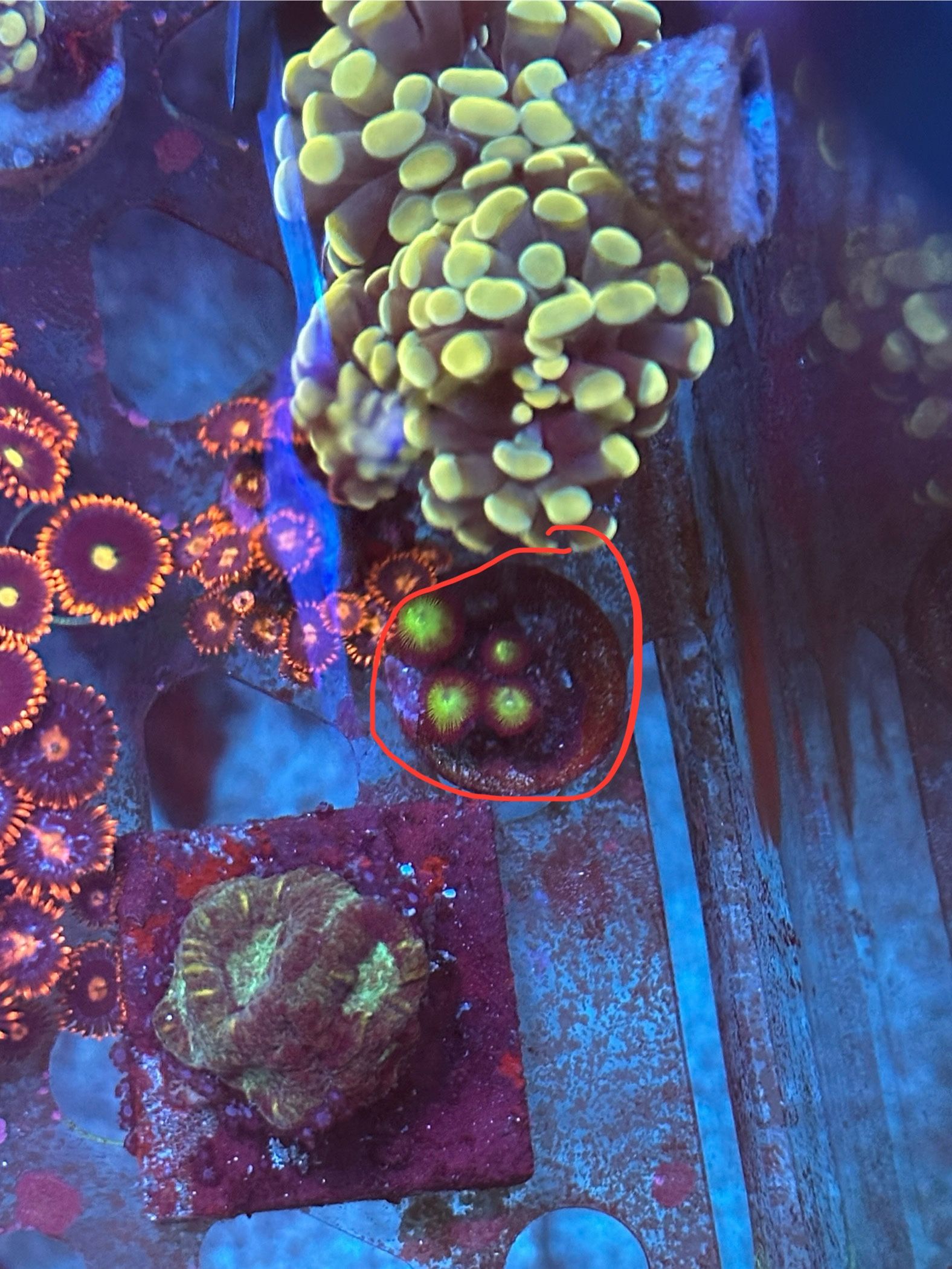 Tsa Alien Egg Zoa Fake Reef Tank Decoration