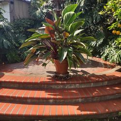 Philodendron Red Congo/ Green Congo Plant