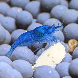 Blue Dream Neocaridina Shrimp Decor