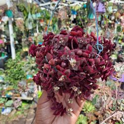 Succulent Plant 