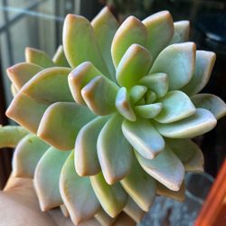 One Large Variety Graptopetalum Ghost Plant Cutting 