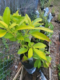 Avocado Tree