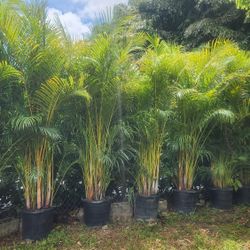 Spectacular Arecas Palms For Inmediate Privacy!!! About 9 Feet Tall!! Fertilized 
