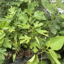 Fig  Trees