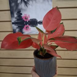 Beautiful And Healthy Indoor House Plants