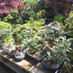 Bonsai's For Sale 
