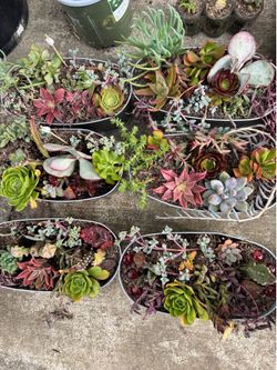 Potted succulents - $5 each or 3 for $13