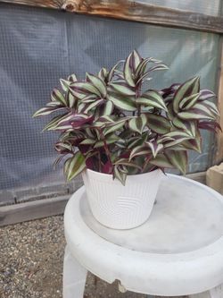 Wandering Jew Plant 6" Nursery Pot 