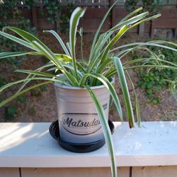 Verigated Spider Plant with Pups