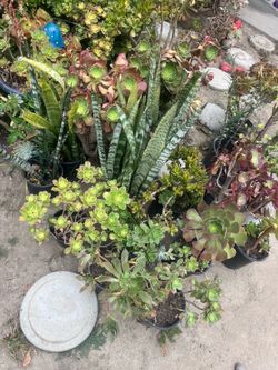 Assorted plants