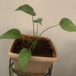 Plant beautiful for inside!  