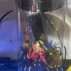 2 Gallon Fish Tank Setup