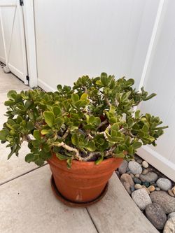 Large succulent