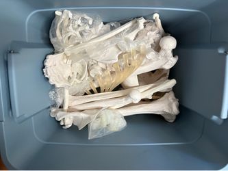 Human Skeleton Bones