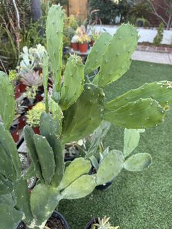 Spineless Prickly Pear Cactus In 5 Gallon Pot
