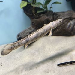 Fish Tank Decoration 