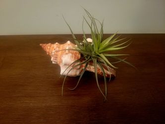 Air Plant In Conch Sea Shell