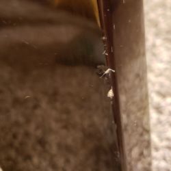 Dean Electric Guitar MLX 🎸