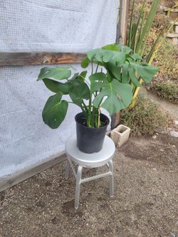 Monstera Deliciosa 10" Nursery Pot