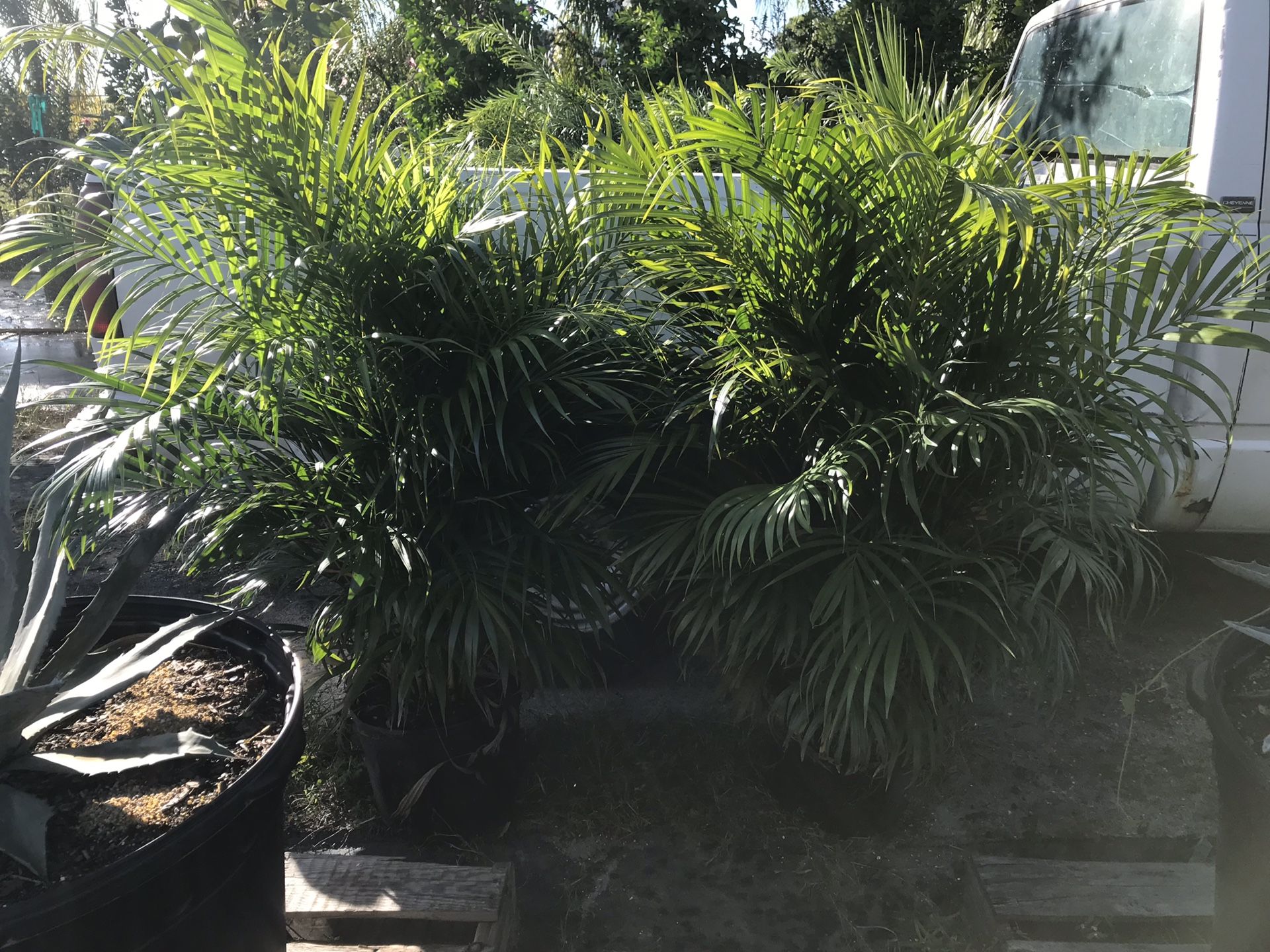 Areca Palms