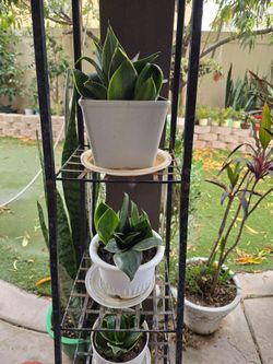 Dwarf snake plants