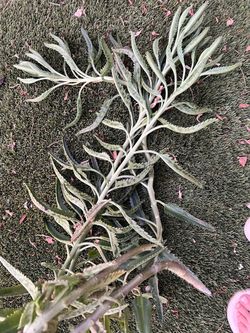 Calanchoe free