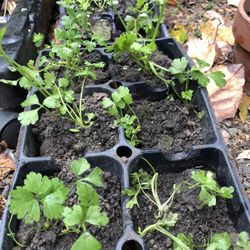 Chinese Celery Seedlings $10 for 10