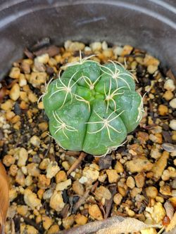 Small Gymnocalycium Cactus Live Plant