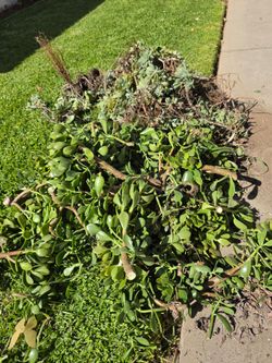 Succulents! Free!